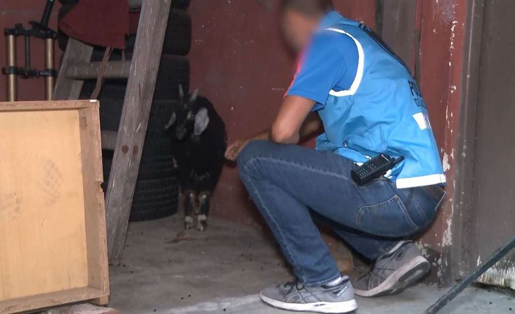 Rescataron a un chivito y a una gallina que iban a ser sacrificado en un templo umbanda de Buenos Aires.