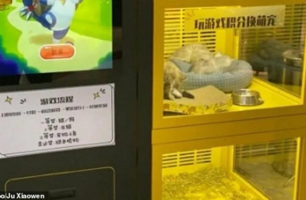 La máquina tenía una pantalla con un juego en el que el público tenía que ganar para quedarse con uno de los animalitos.