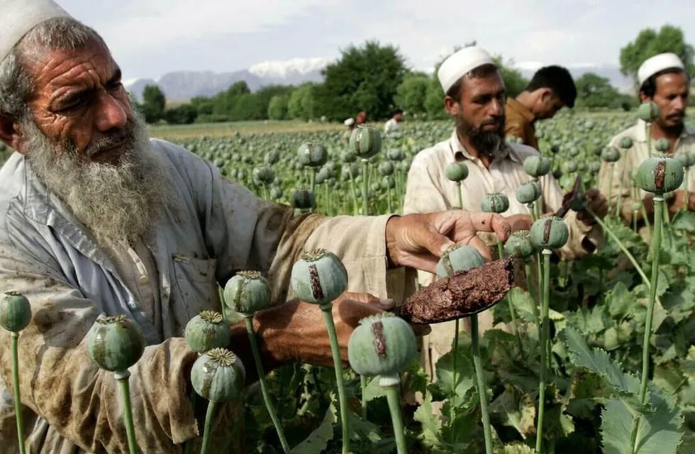 Cultivo de amapolas en Afganistán