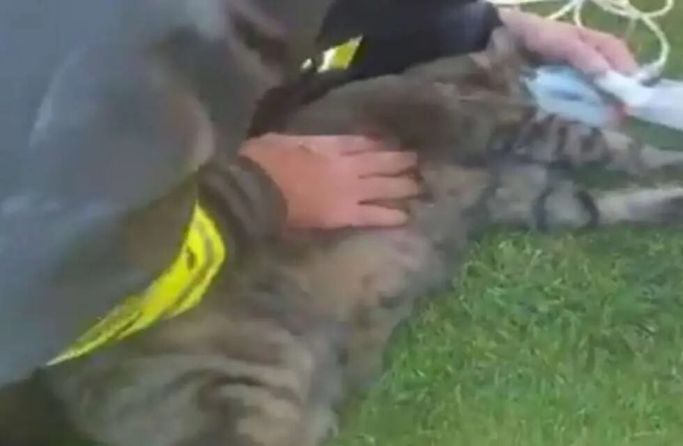 Los bomberos tuvieron que realizar maniobras de reanimación y utilizar una mascarilla de oxígeno para salvar al gato. Foto: Twitter.