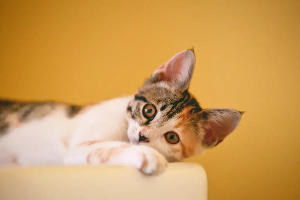 Efemérides. Día Internacional del Gato. (Imagen ilustrativa)