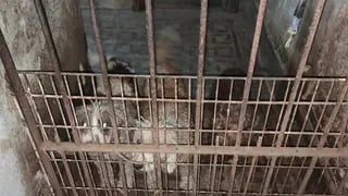 Condenan al dueño de un criadero a ocho meses de prisión en suspenso por hacer parir a perras forzadamente