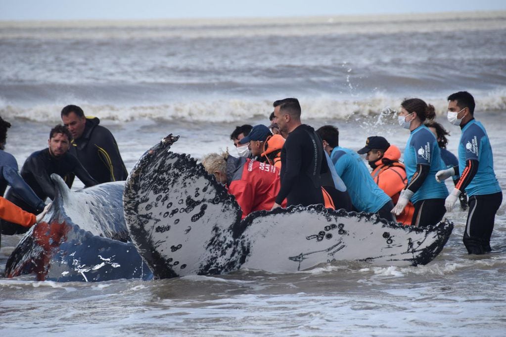 Personal de Mundo Marino y fuerzas de seguridad colaboraron en la tarea de devolver al mar dos ballenas.