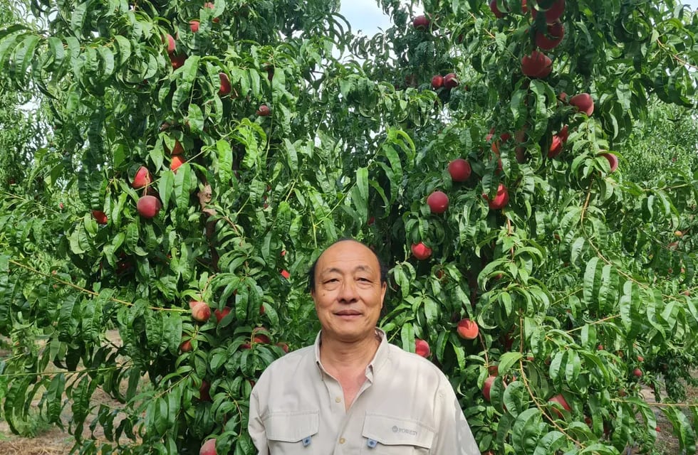 Arturo Morozumi, productor frutícola de San Rafael.