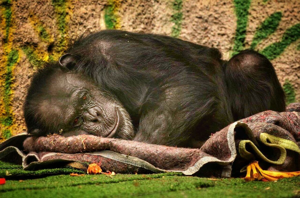 Cecilia, la chimpancé que le “abrió la puerta” a los animales del Ecoparque. Foto: Claudio Gutiérrez / Los Andes.