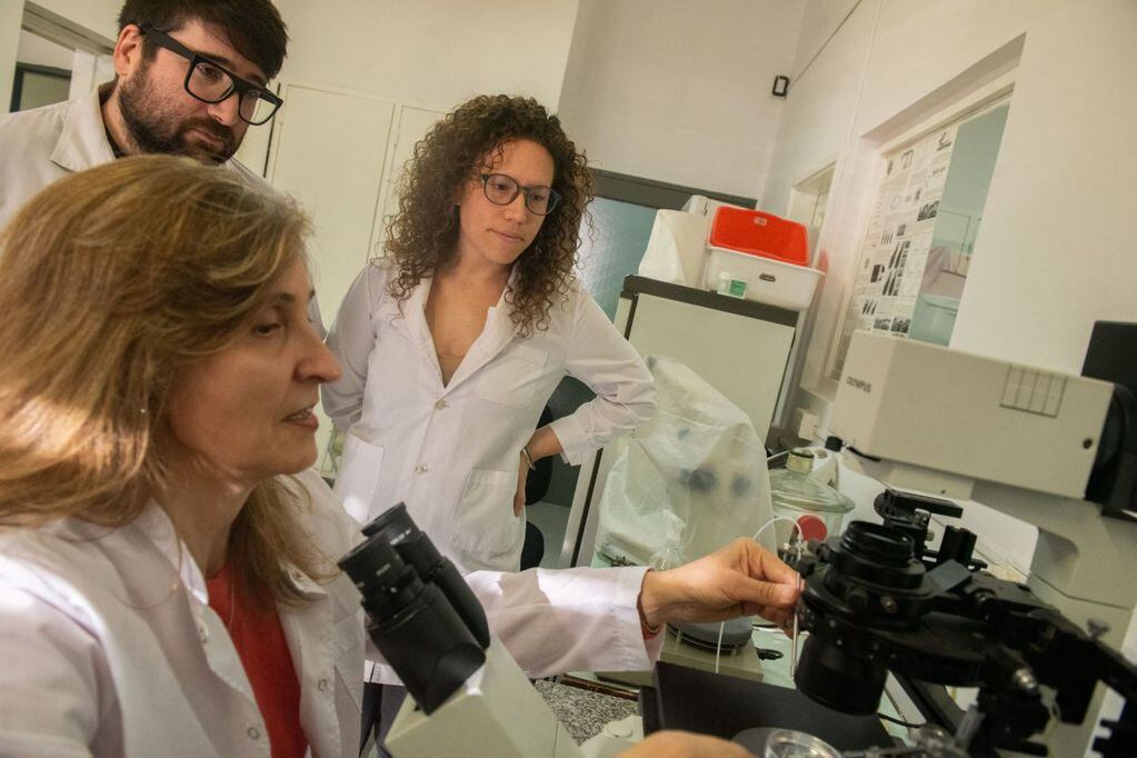 Marcela Michaut, doctora en Bioquímica y “gametóloga” (al microscopio) y los biólogos Paula Wetten y Omar Klinsky