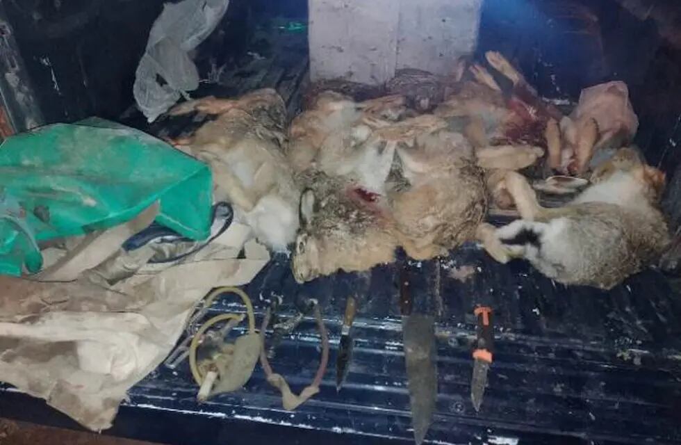 Detuvieron a una camioneta con diez liebres muertas en Tupungato producto de la caza ilegal. Gentileza El Cuco Digital.
