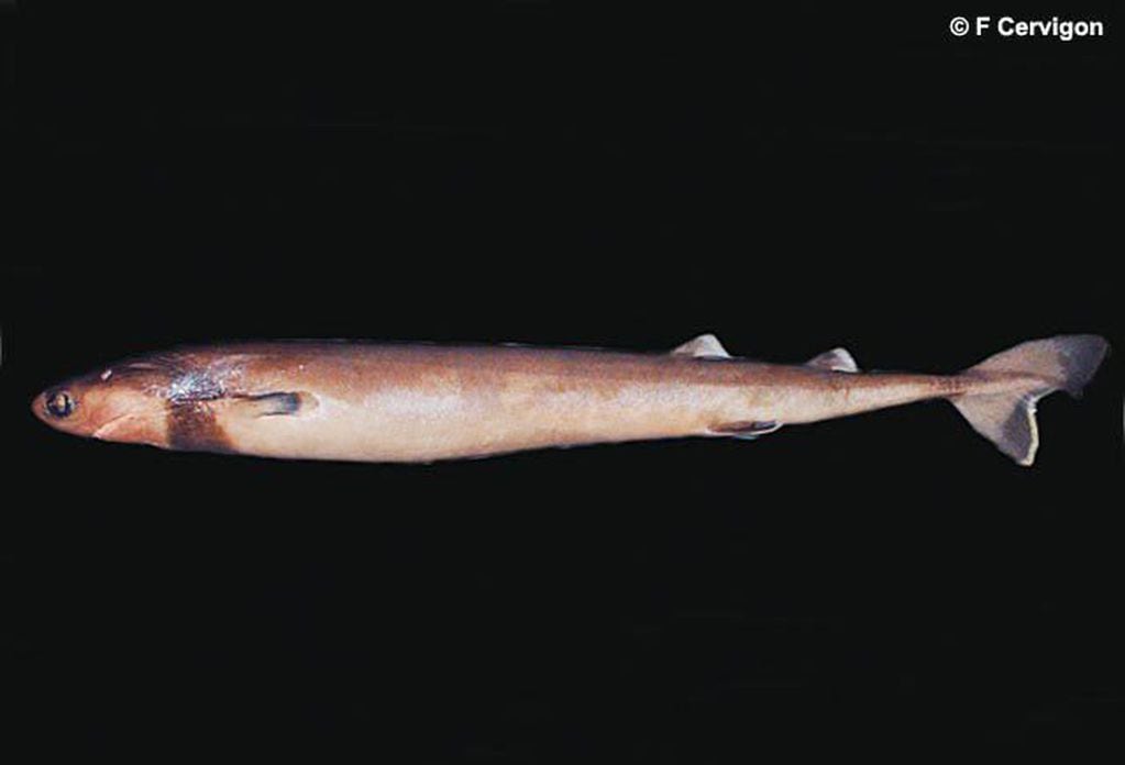 El tollo cigarro es un diminuto y peligroso tiburón, capaz de atacar incluso a submarinos.