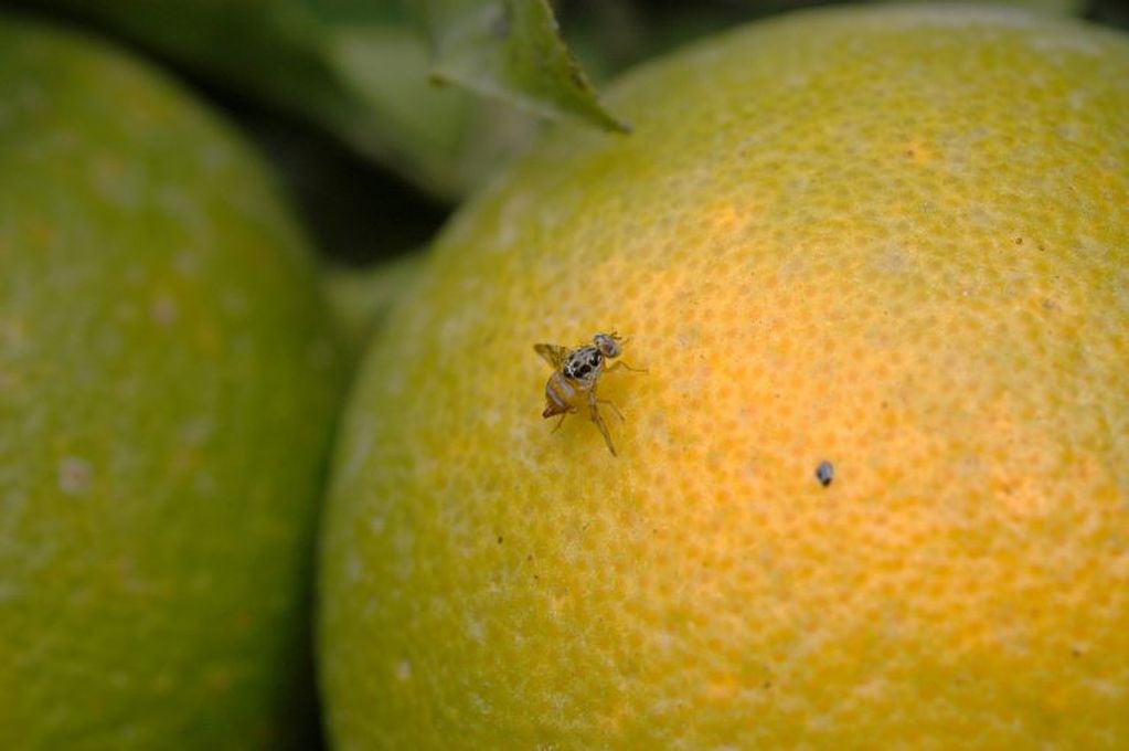 El mantenimiento de las Áreas Libres de Mosca de los Frutos de la Argentina posibilita la diversificación de la producción frutícola 