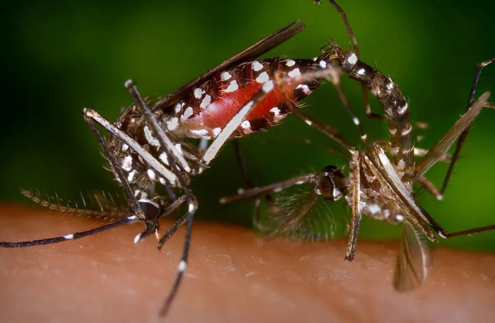 Mendoza entre las provincias con menos notificaciones de dengue pero es la que más tiene en Cuyo. El vector del virus es el mosquito Aedes Aegypti