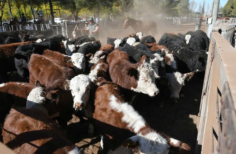 Cerca del 90 % de los animales que consume Mendoza se engorda en otras provincias. Foto: Ignacio Blanco / Los Andes