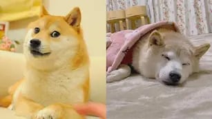 Kabosu, la perra de los memes está enferma
