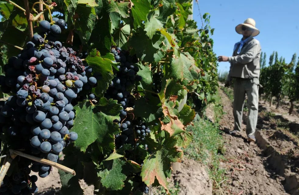 Sin un pronostico actualizado de cosecha 2024, las altas temperaturas pueden provocar la pérdida de acidez en la uva.
