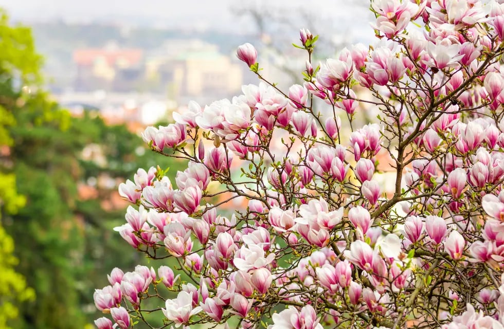La Magnolia grandiflora es un árbol que puede demorar entre cinco y quince año en florecer, pero la espera vale la pena.