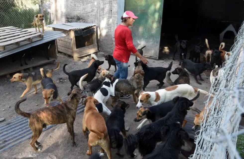 Los refugios de animales hacen lo que pueden, pero, al no contar con auxilios oficiales, en muchos casos están colapsados / Gustavo Rogé