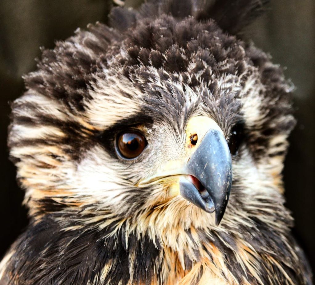 El águila que fue rescatada moribunda al costado de la ruta hace un año y medio volvió a volar en su hábitat. Foto: Gentileza.