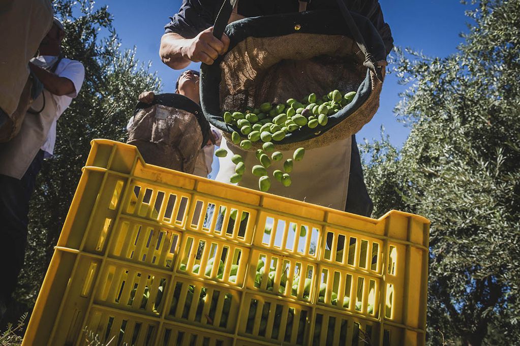 Imagen ilustrativa
Foto: Ignacio Blanco / Los Andes 
Aceite oliva aceitunas cosecha 
