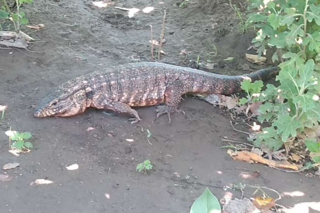 Una mujer encontró un lagarto gigante en el patio de su casa en Colonia Elena, San Rafael.