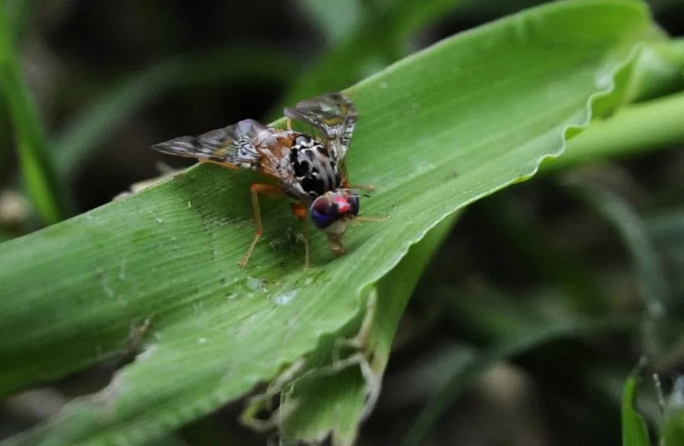Mendoza es sede de un encuentro regional sobre mosca de los frutos, con el objetivo de compartir experiencias y avanzar en la técnica del insecto estéril para la variedad sudamericana de esta plaga