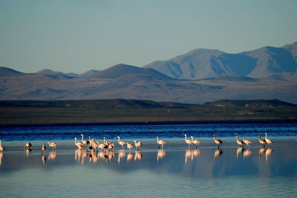 La laguna de Llancanelo, en Malargüe, es uno de los humedales que posee Mendoza.