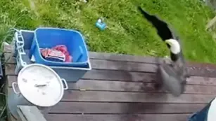Video: un águila se metió en el jardín de su casa y “cazó” a su mascota