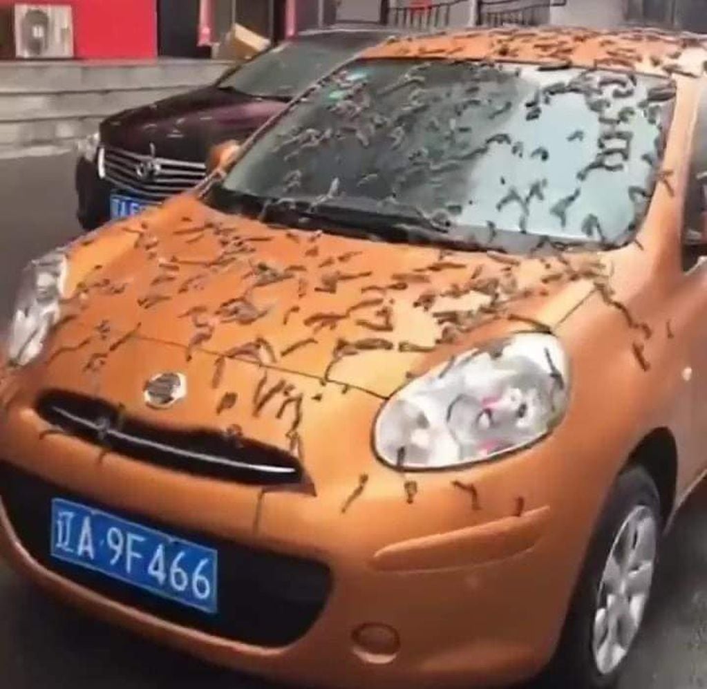 Lluvia de gusanos en China.