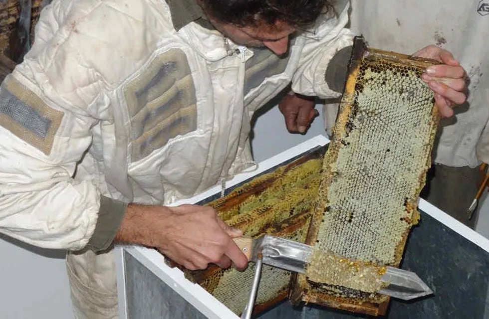 Lanzan una línea de crédito para que los apicultores hagan frente a los problemas causados por la sequía.