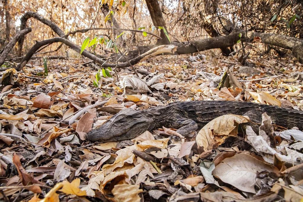 El cadáver de una cría de yacaré overo de aproximadamente un año de edad sobre un colchón de hojas secas. / Instagram @white.emilio