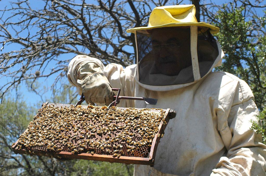 La normativa busca promover la apicultura en el departamento. 