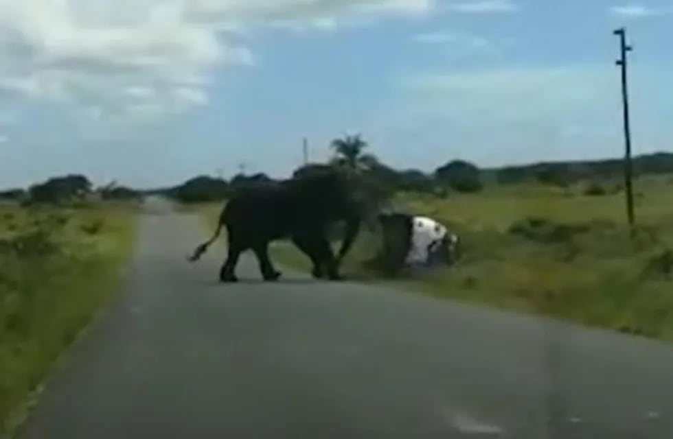 Una familia fue sorprendida por la agresividad de un elefante.