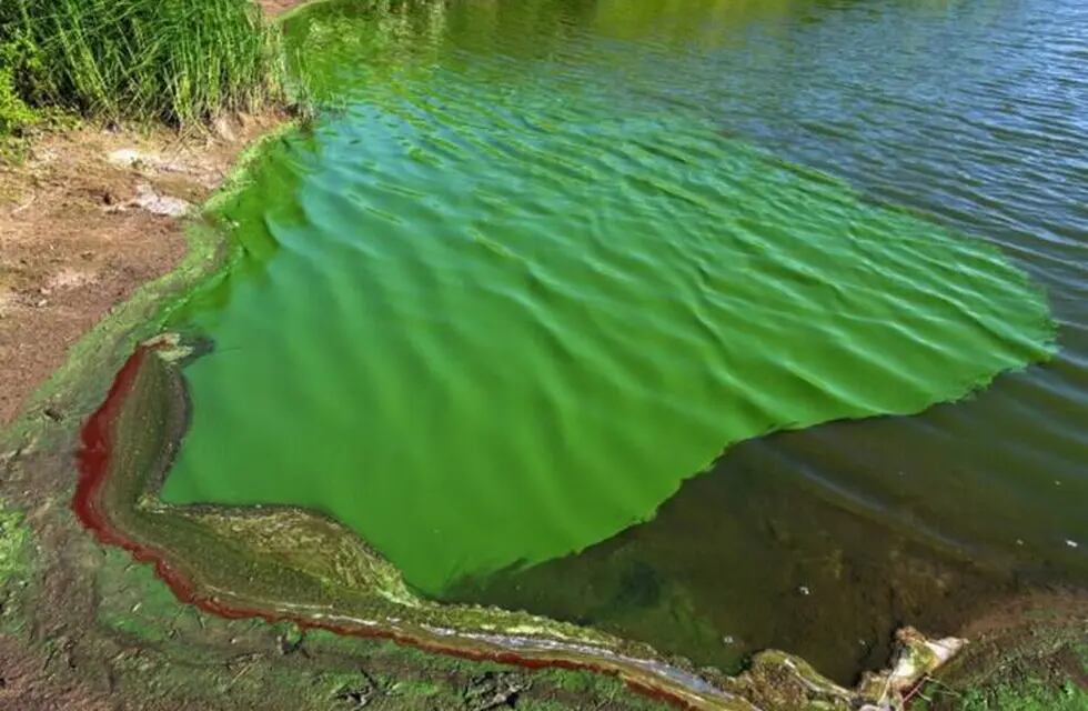 Algas “contaminantes” en Neuquén