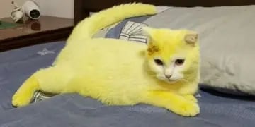 gato amarillo