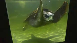 Tras 38 años en Mendoza, el tortugo Jorge se va a Mar del Plata