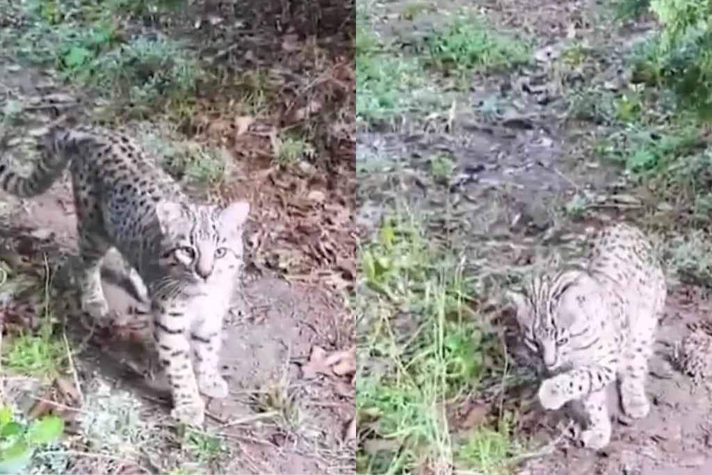 Avistaje de “suma importancia”: captaron a un gato montés en el Parque Nacional Lanín
