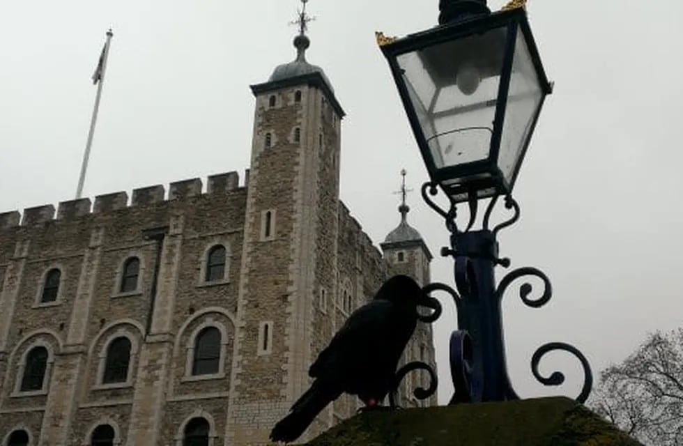 La leyenda de los cuervos es muy antigua en Inglaterra y los ciudadanos más supersticiosos temen que se cumpla.