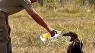 Video: la tierna reacción de un oso melero cuando un rescatista de Corrientes le da agua