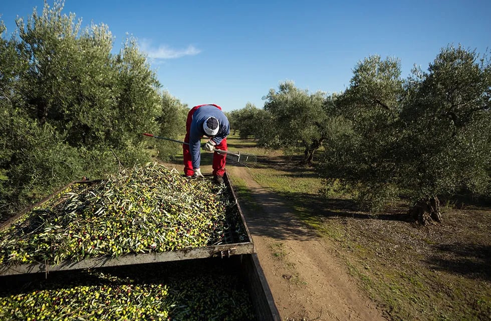 Hay más hectáreas cultivadas en Mendoza y los olivos son los más elegidos. Archivo.