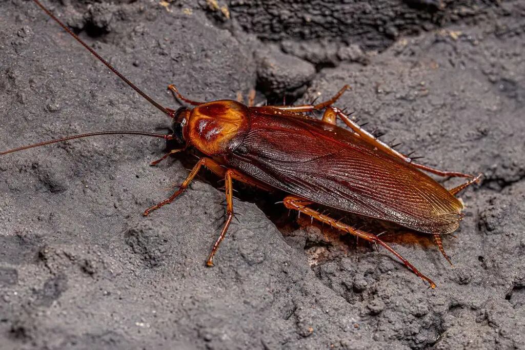 Expertos revelan que el cambio climático altera el ADN de las cucarachas y las hace inmunes a los insecticidas