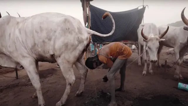 La extraña costumbre de las tribus de Sudán del Sur: se duchan con orina de vaca