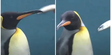 Video: Pingüinos hacen “huelga de hambre” tras comer pescado de mala calidad