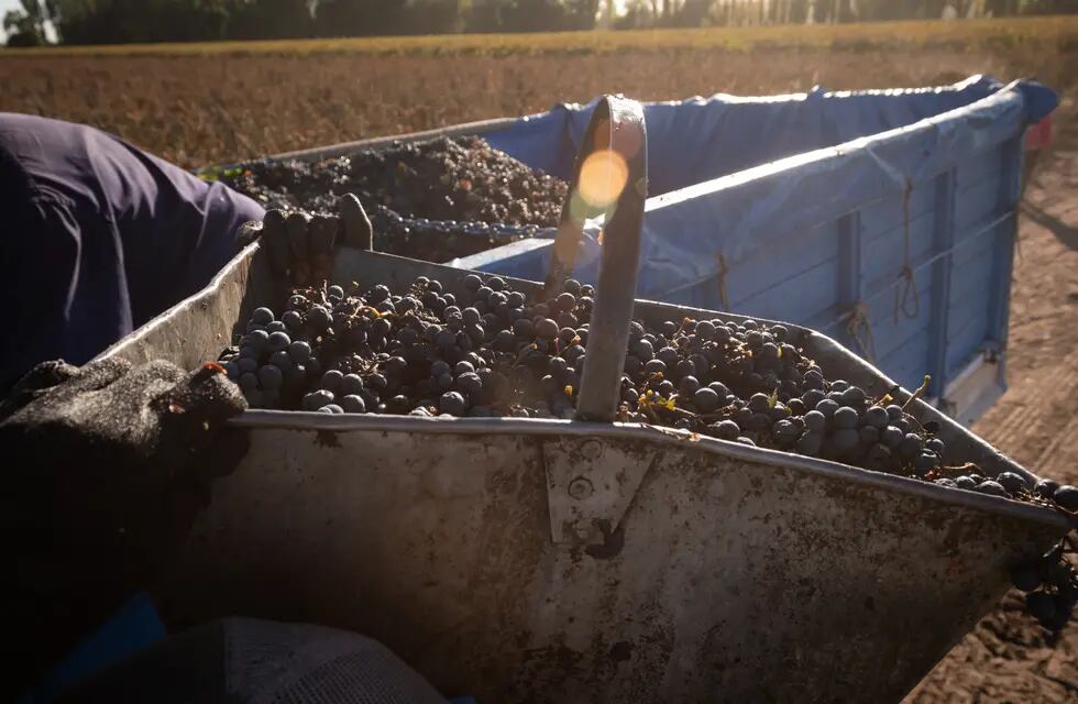 Las bodegas y productores presentan una importante diferencia en el precio que pretenden para la uva. - Foto: Ignacio Blanco / Los Andes