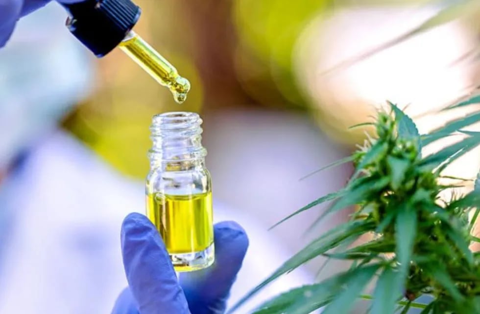 Pronto también podrá licenciarse la comercialización a empresas de otras cuatro variedades de semillas de cannabis medicinal. Imagen ilustrativa / Web