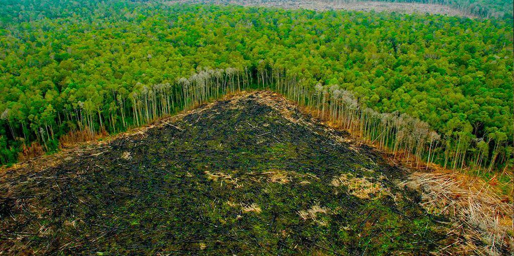 Hay mucha preocupación por la deforestación en la amazonia brasileña.