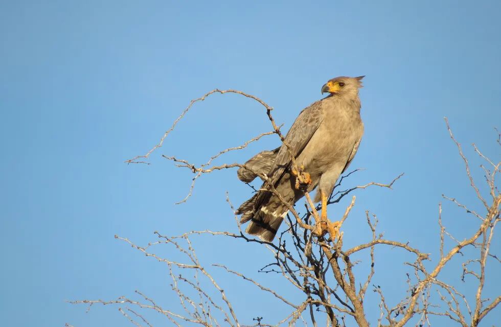 El águila coronada es una de las especies más emblemáticas de los ambientes áridos y semiáridos de la Argentina y también una de las más seriamente amenazadas. - Foto: Ibai Alcelay
