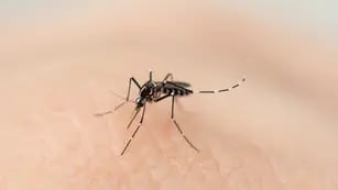 ¿Qué condiciones se asocian a formas graves de dengue?