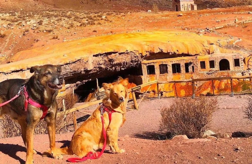 Mendoza, la más “perruna” del país: 7 de cada 10 personas que viven con mascotas tienen perros. Foto: Archivo Los Andes