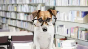 Cuáles son las razas de perros más inteligentes