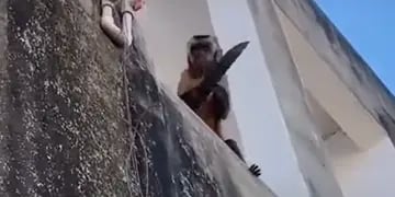 Mono con cuchillo aterroriza a un barrio en Brasil