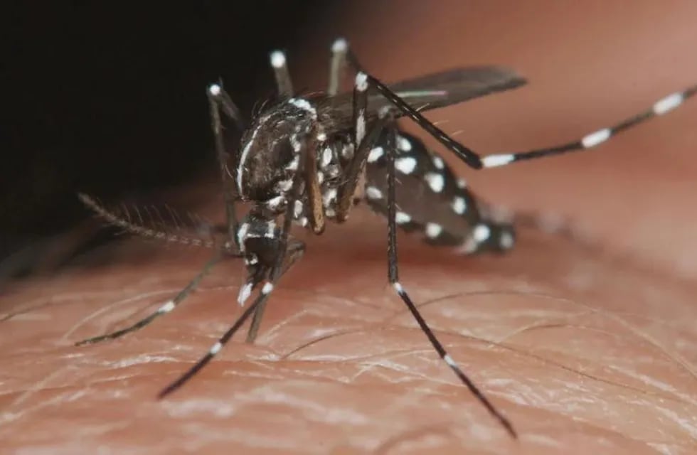 Dengue: por qué los mosquitos pican más a algunas personas que a otras
