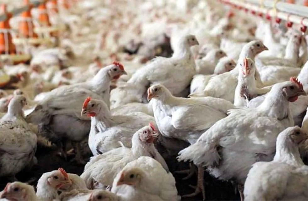 La actividad avícola frente a la inflación, la sequía y las restricciones a las importaciones.